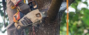 Best Commercial Tree Services  in Arvin, CA