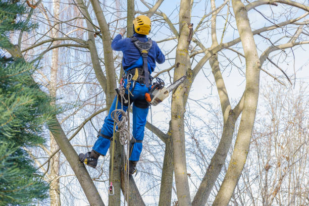 Tree and Shrub Care in Arvin, CA