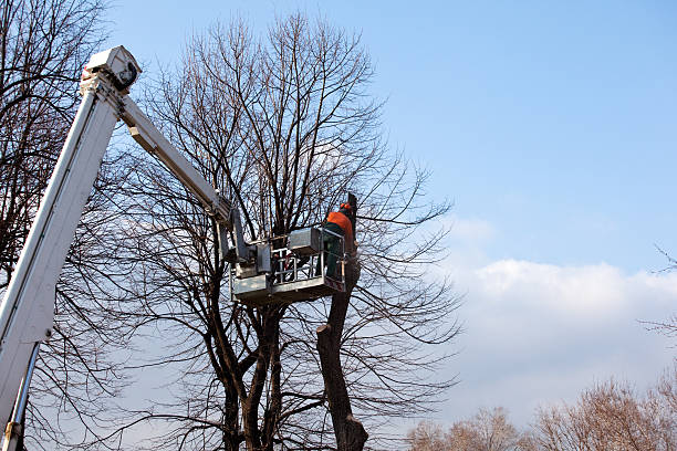 Best Storm Damage Tree Cleanup  in Arvin, CA